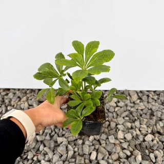 Ciemiernik Double Ellen Red P9(0,5L)