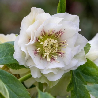 Ciemiernik Double Ellen White P9(0,5L)