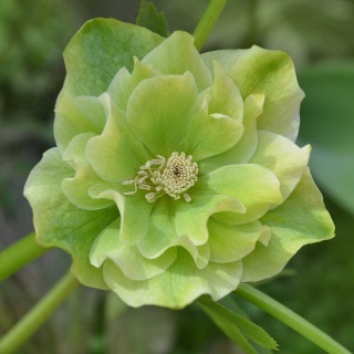 Ciemiernik Double Ellen Yellow P9(0,5L)