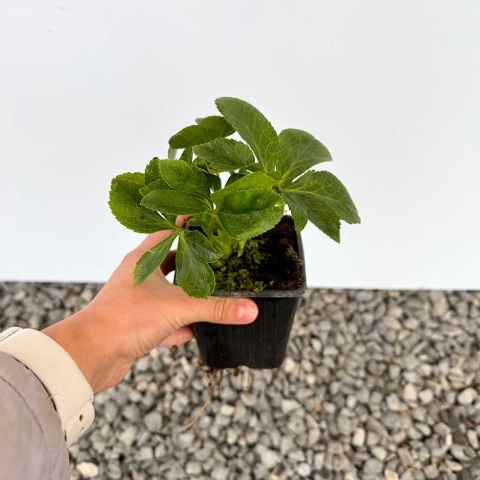 Ciemiernik Double Ellen Yellow P9(0,5L)