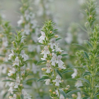 Cząber górski P11(1L)