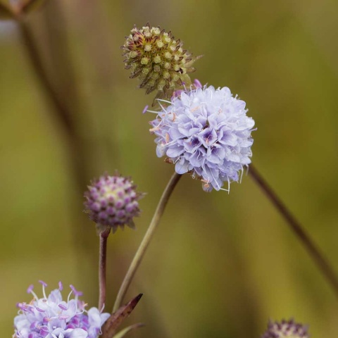 Czarcikęsik Kluka Frosted Pearls P11(1L)