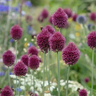 Czosnek główkowaty 2L