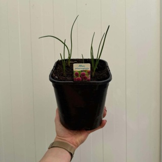 Czosnek główkowaty 2L