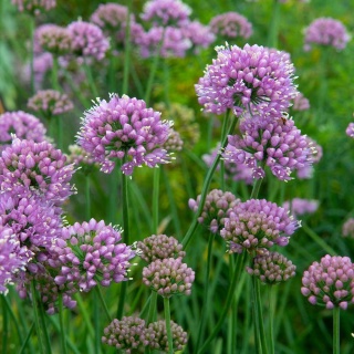 Czosnek ozdobny Lisa Blue 1,5L