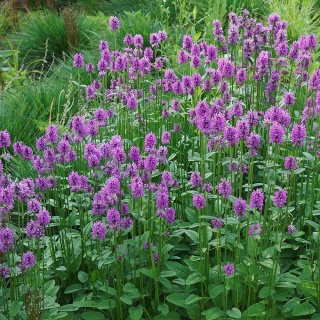 Czyściec lekarski Ukkie 1,5L