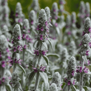 Czyściec wełnisty P11(1L)