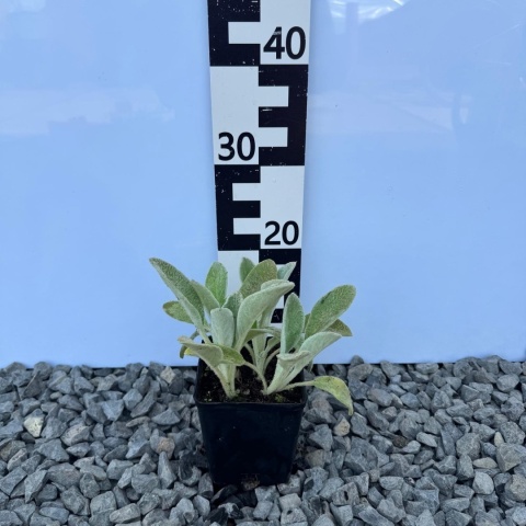 Czyściec wełnisty P11(1L)