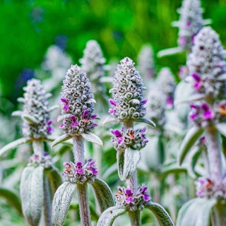 Czyściec wełnisty P9(0,5L)