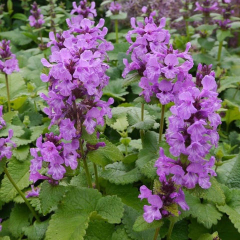 Czyściec wielkokwiatowy Superba P11(1L)