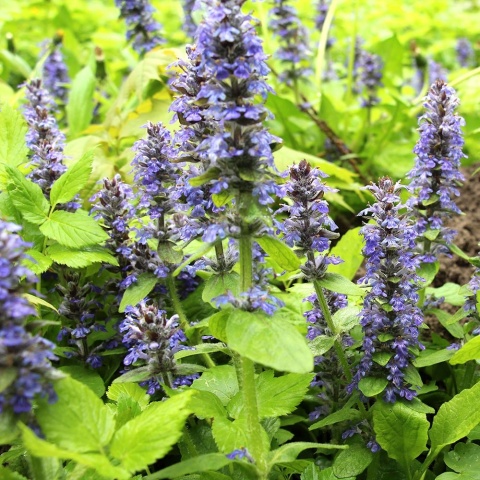 Dąbrówka rozłogowa Feathered Friends Cordial Canary PBR 2L