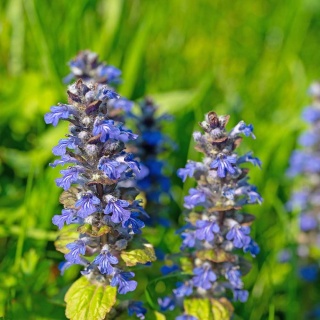 Dąbrówka rozłogowa Feathered Friends Fancy Finch PBR 2L