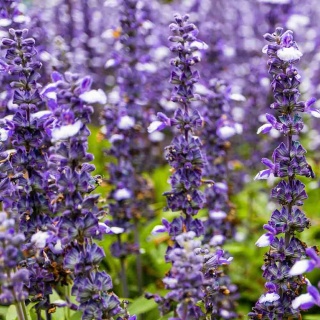 Dąbrówka rozłogowa Feathered Friends Noble Nightingale PBR 2L