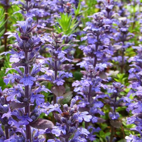 Dąbrówka rozłogowa Feathered Friends Petite Parakeet PBR 2L