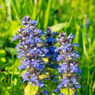 Dąbrówka rozłogowa Feathered Friends Petite Parakeet PBR 2L