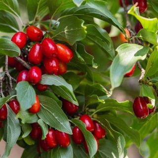 Dereń jadalny Jolico 2L