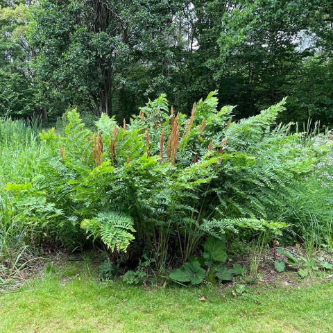 Długosz królewski P11(1L)