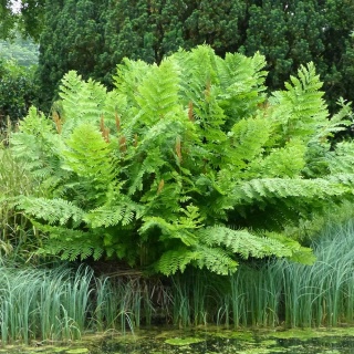 Długosz królewski Purpurascens P11(1L)