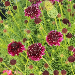 Drakiew gołębia Barocca 1,5L