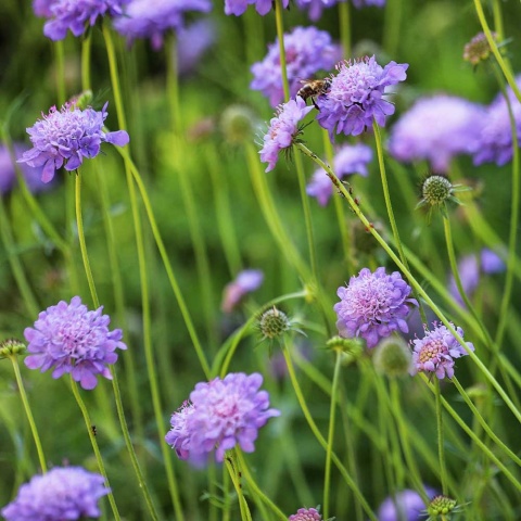 Drakiew gołębia Butterfly Blue C1,5