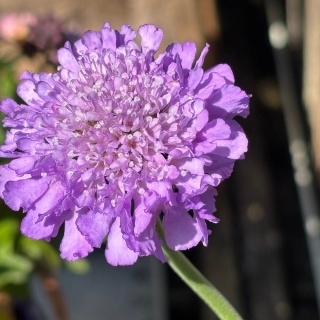 Drakiew gołębia Mariposa 1,5L