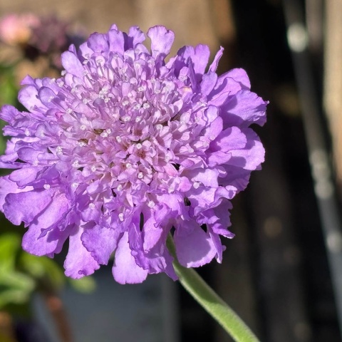 Drakiew gołębia Mariposa 1,5L