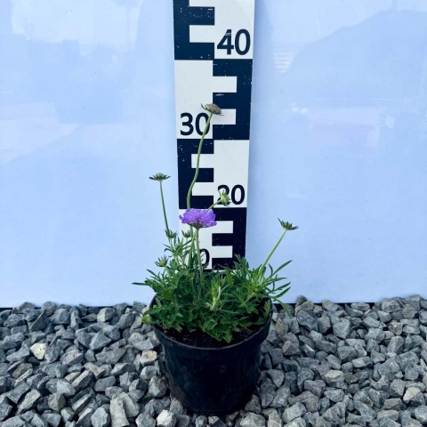 Drakiew gołębia Mariposa 1,5L