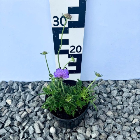 Drakiew gołębia Mariposa 1,5L