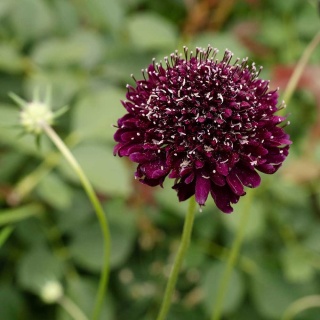 Driakiew gołębia Barocca P11(1L)