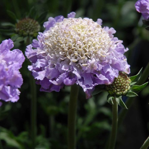 Driakiew gołębia Blue Note P11(1L)