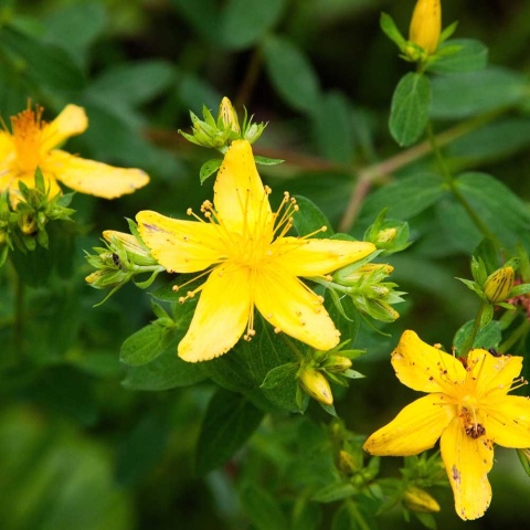 Dziurawiec kielichowaty Rose Von Sharon P11(1L)