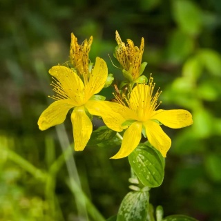 Dziurawiec wielolistny Grandiflorum P9(0,5L)