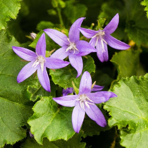 Dzwonek Poszarskiego Blue Waterfall 1L