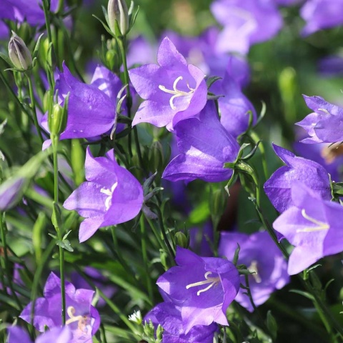 Dzwonek brzoskwiniolistny 1,5L