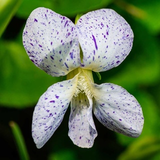 Fiołek motylkowaty Freckles P11(1L)