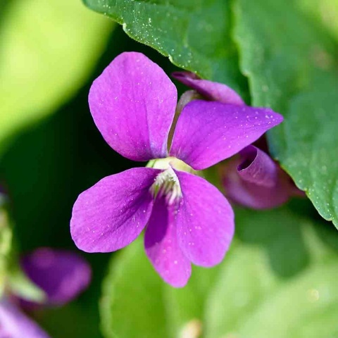 Fiołek motylkowy Red Cloud P11(1L)