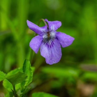 Fiołek wonny Konigin Charlotte P9(0,5L)