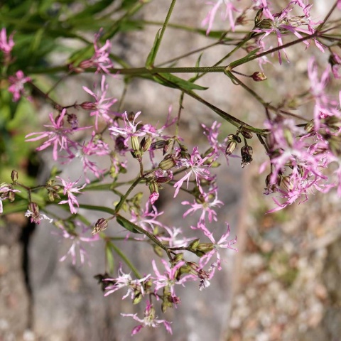 Firletka poszarpana Nana P9(0,5L)