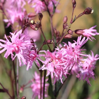 Firletka poszarpana P11(1L)