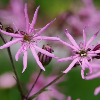 Firletka poszarpana Silene P9(0,5L)