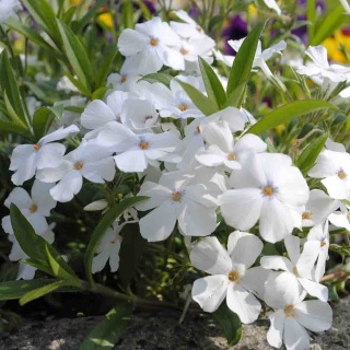 Floks szydlasty White Delight 2L