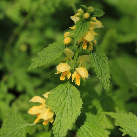 Gajowiec żółty Florentinum P9(0,5L)