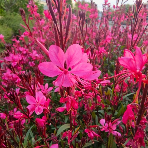 Gaura Butterfly Rose P9(0,5L)