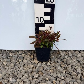 Gaura Butterfly Rose P9(0,5L)