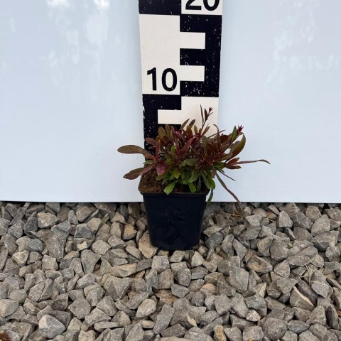 Gaura Butterfly Rose P9(0,5L)