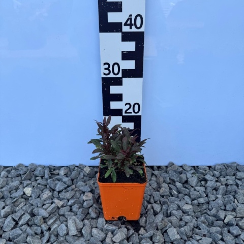 Gaura Lindheimera Compact Red P11(1L)