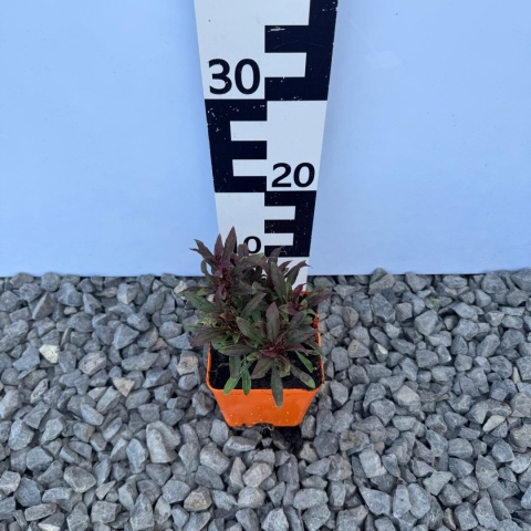 Gaura Lindheimera Compact Red P11(1L)