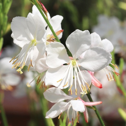 Gaura Lindheimera Elurra 1,5L