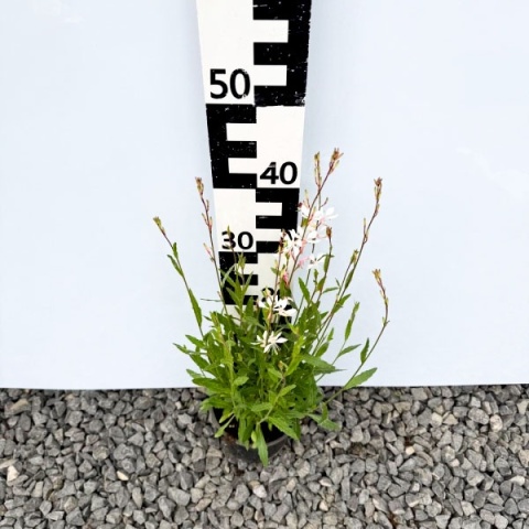 Gaura Lindheimera Elurra 1,5L