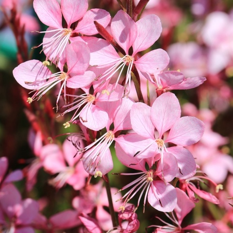 Gaura lindheimera Compact Rose P11(1L)